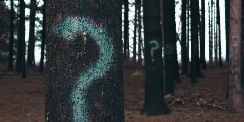 Question marks on trees